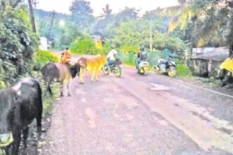 Pednekars concerned about growing stray cattle population