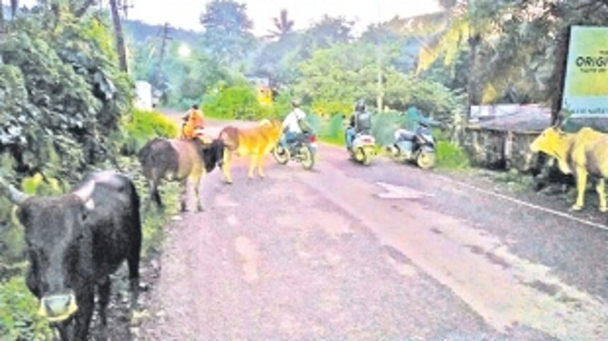 Pednekars concerned about growing stray cattle population 1 Pednekars concerned about growing stray cattle population