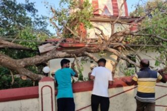 Peepal tree comes crashing down on Shri Sateri Temple, Corjuem;