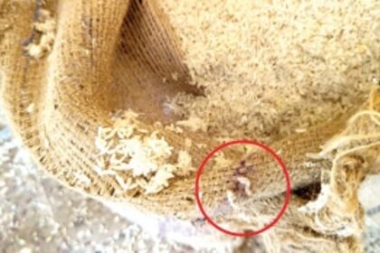 People are buying ‘maggot rice’ to feed their dogs and cats