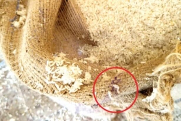 People are buying ‘maggot rice’ to feed their dogs and cats