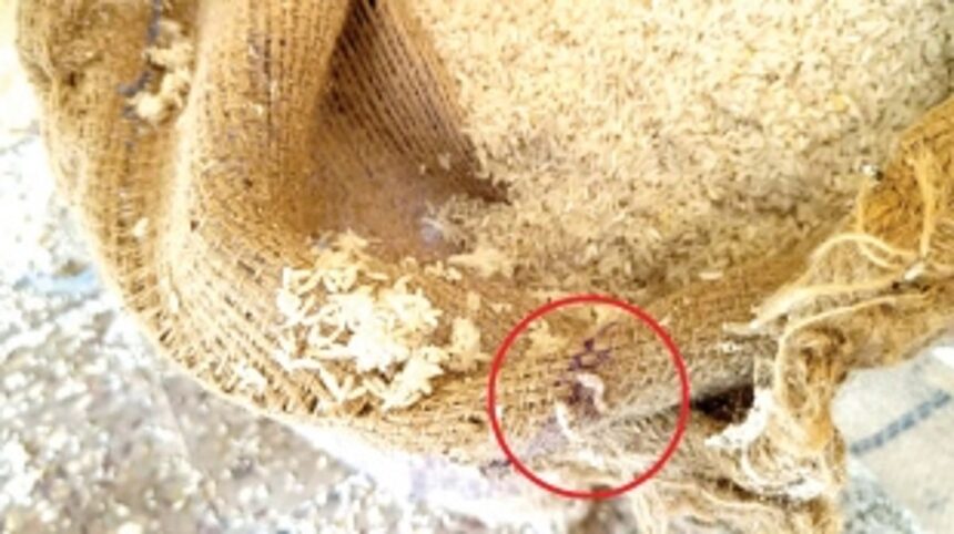 People are buying ‘maggot rice’ to feed their dogs and cats