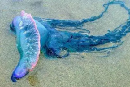 People visiting beaches  complain about increased presence of jellyfish