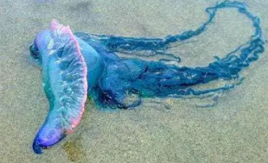 People visiting beaches  complain about increased presence of jellyfish
