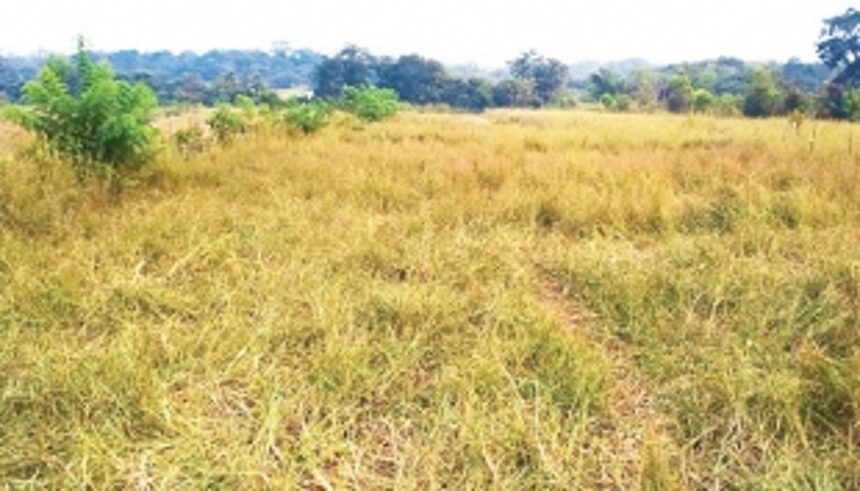 Pernem, Bardez farmers rue heavy damage to fields by unseasonal rain 1 Pernem, Bardez farmers rue heavy damage to fields by unseasonal rain