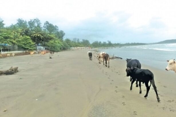 Pernem beaches overrun with stray  cattle that feed on plastic waste