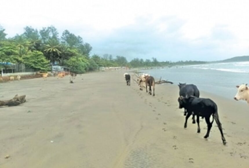 Pernem beaches overrun with stray cattle that feed on plastic waste