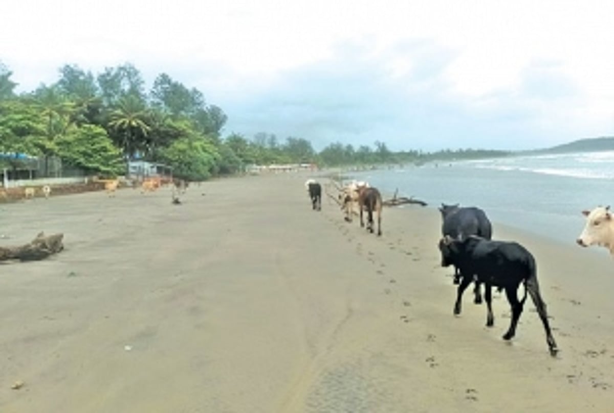 Pernem beaches overrun with stray  cattle that feed on plastic waste