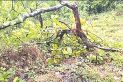 Pernem farmers at wit’s end as bison scale power fencing, destroy crops