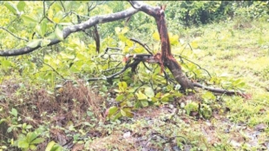 Pernem farmers at wit’s end as bison scale power fencing, destroy crops