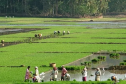 Persistent water accumulation paralyses cultivation, regret Siolim farmers