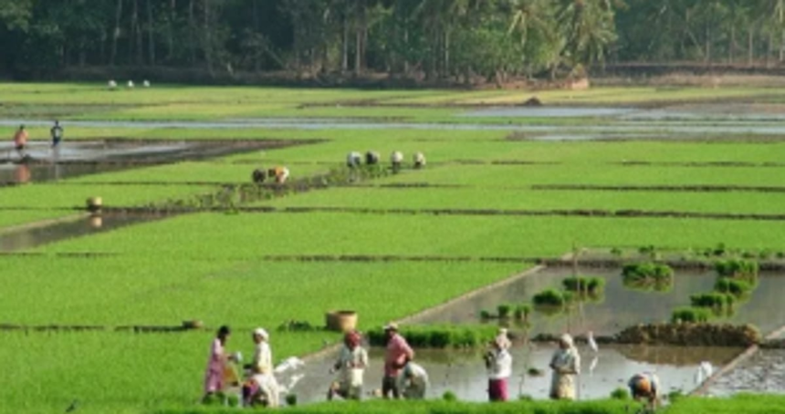 Persistent water accumulation paralyses cultivation, regret Siolim farmers