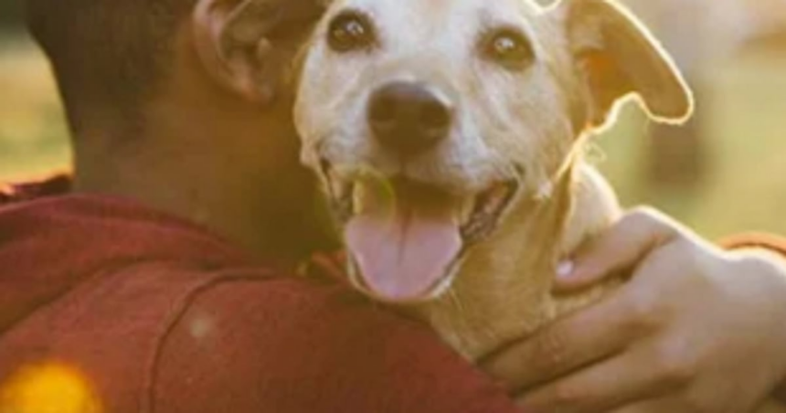 Pet dog dumped in nullah rescued 1 Pet dog dumped in nullah rescued