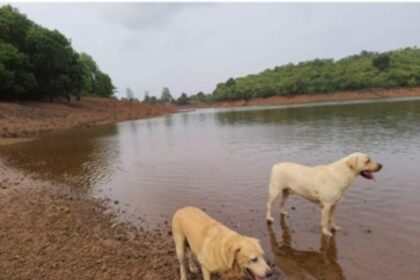 Pet dog snatched and dragged underwater by a crocodile at Bondvol lake, Santa Cruz