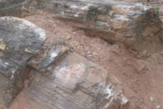 Petrified fossil forest  In Sattari Taluka