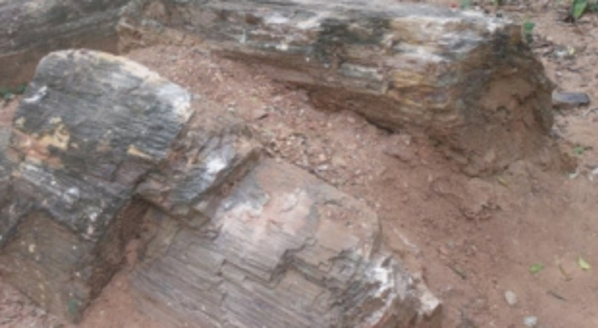 Petrified fossil forest In Sattari Taluka 1 Petrified fossil forest In Sattari Taluka