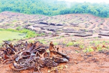Physically inspect forest area likely to be  destroyed by linear projects, CEC urged