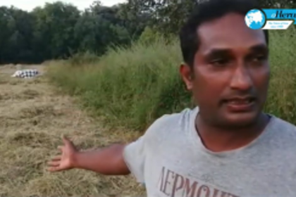 Pigs and unseasonal rainfall destroy crops in Mandrem