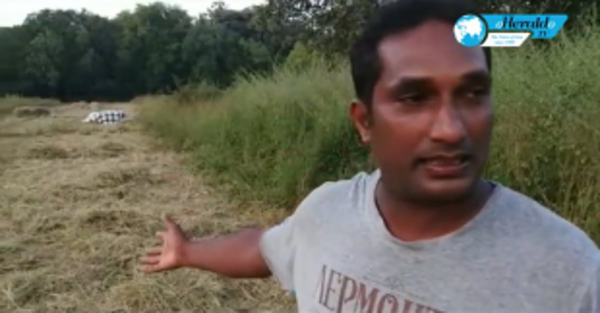 Pigs and unseasonal rainfall destroy crops in Mandrem