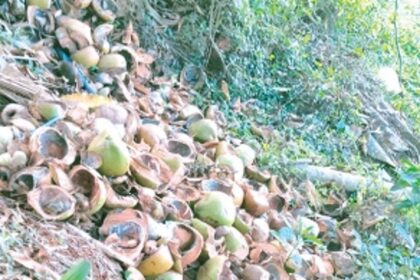 Piles of discarded tender coconut shells welcome visitors to Cuncolim