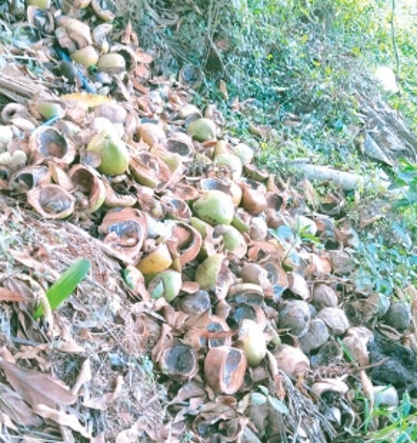 Piles of discarded tender coconut shells welcome visitors to Cuncolim
