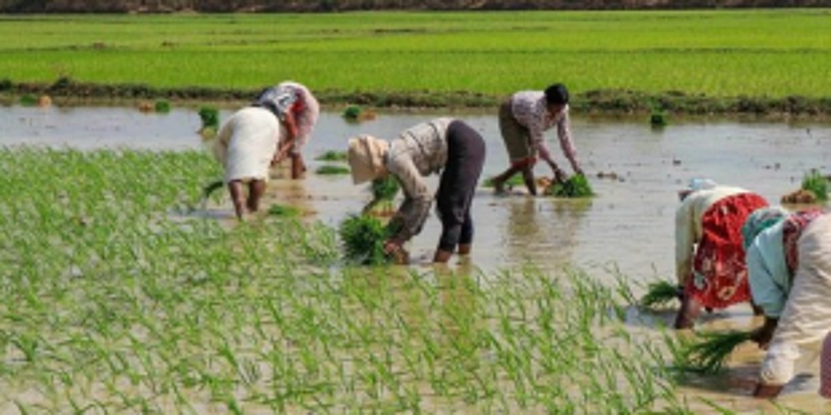 Pissurlem farmers demand compensation for crop losses