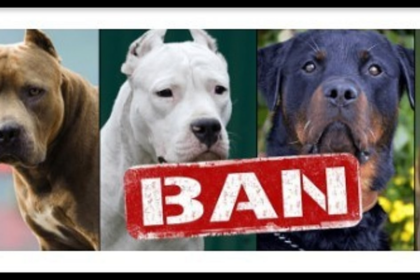 Pit Bull kills child in Goa; PETA India urges state to ban foreign dog breeds bred for attack