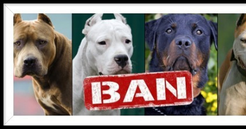 Pit Bull kills child in Goa; PETA India urges state to ban foreign dog breeds bred for attack