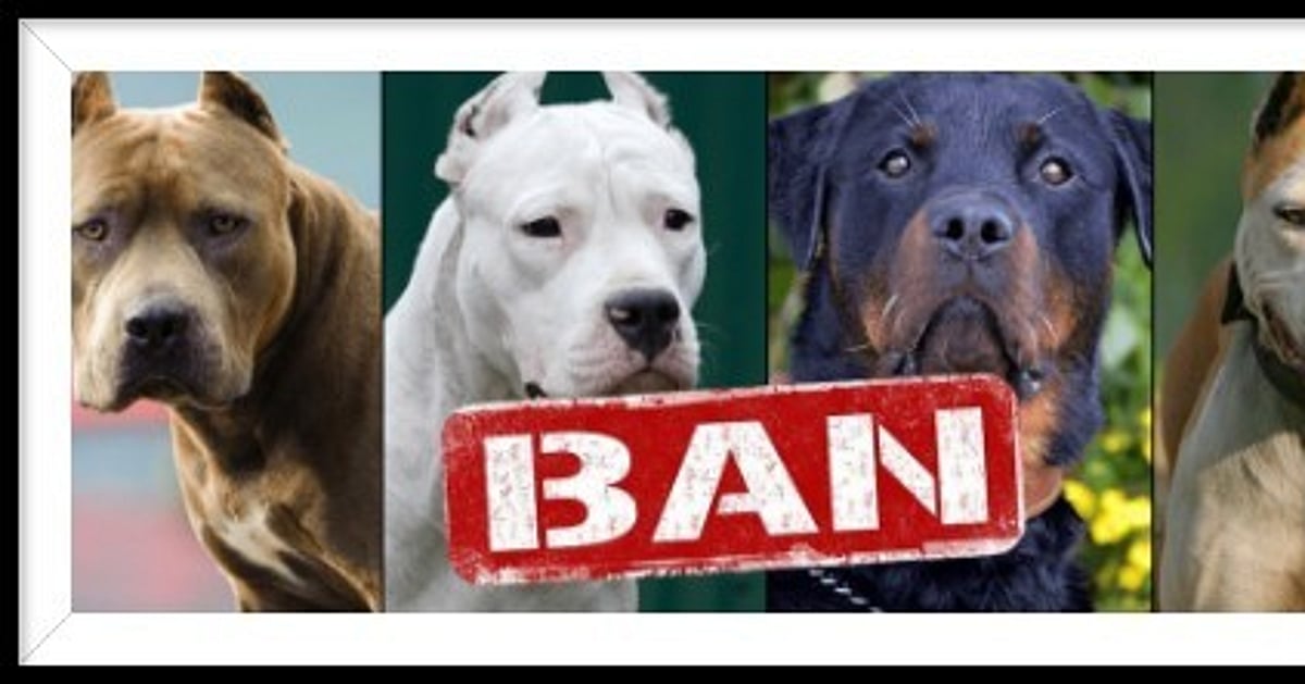 Pit Bull kills child in Goa; PETA India urges state to ban foreign dog breeds bred for attack
