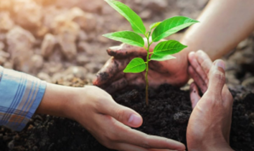 Plant a Tree and Gift a Living