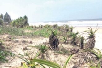 Plant ‘Kherr’, halt sand erosion!