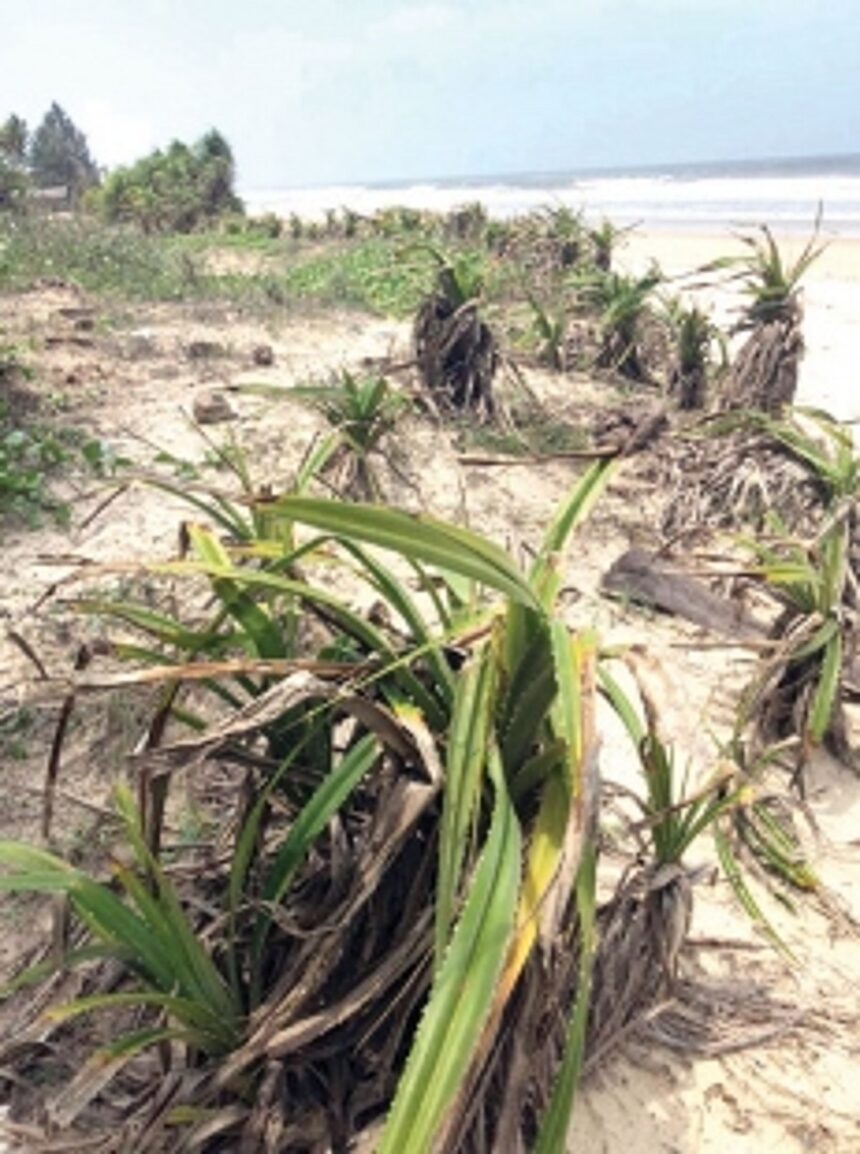 Plant ‘Kherr’, halt sand erosion!
