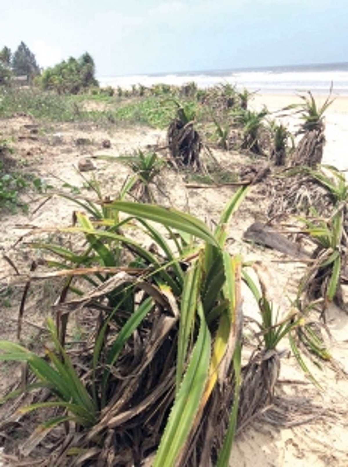 Plant ‘Kherr’, halt sand erosion!