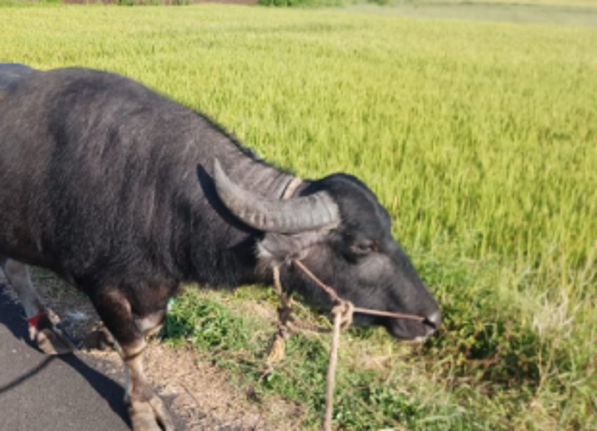 Police suspect Arossim woman was killed in bull attack