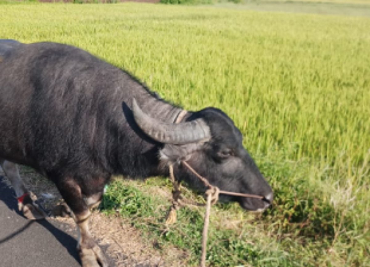 Police suspect  Arossim woman was killed in bull attack