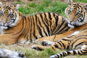 Political stripes more important than tiger stripes for ruling MLAs