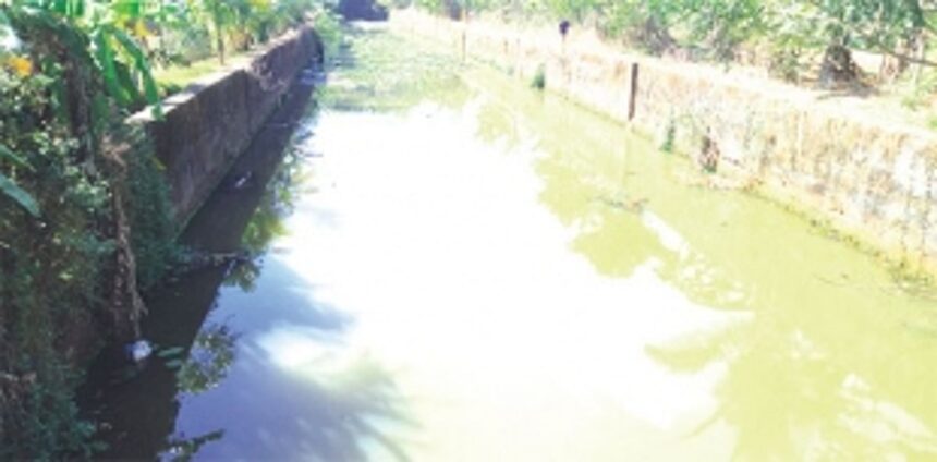 Pollution of irrigation nullah forces Kavlem’s traditional farmers to give up agriculture, leave fields fallow 1 Pollution of irrigation nullah forces Kavlem’s traditional farmers to give up agriculture, leave fields fallow