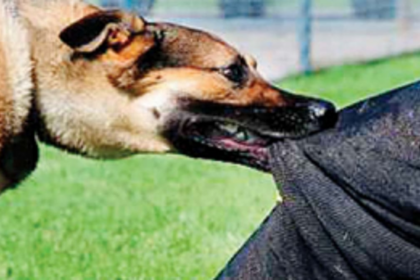 Ponda SDH registers 70 dog-bite  cases per month each year!