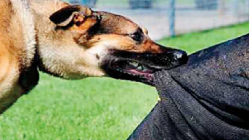 Ponda SDH registers 70 dog-bite  cases per month each year!