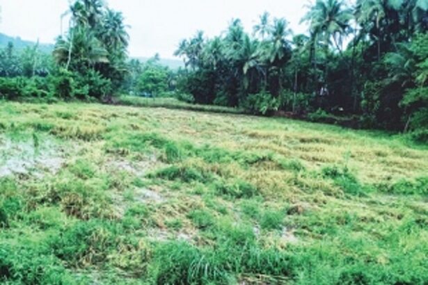 Ponda bagayat farmers complain of crop losses