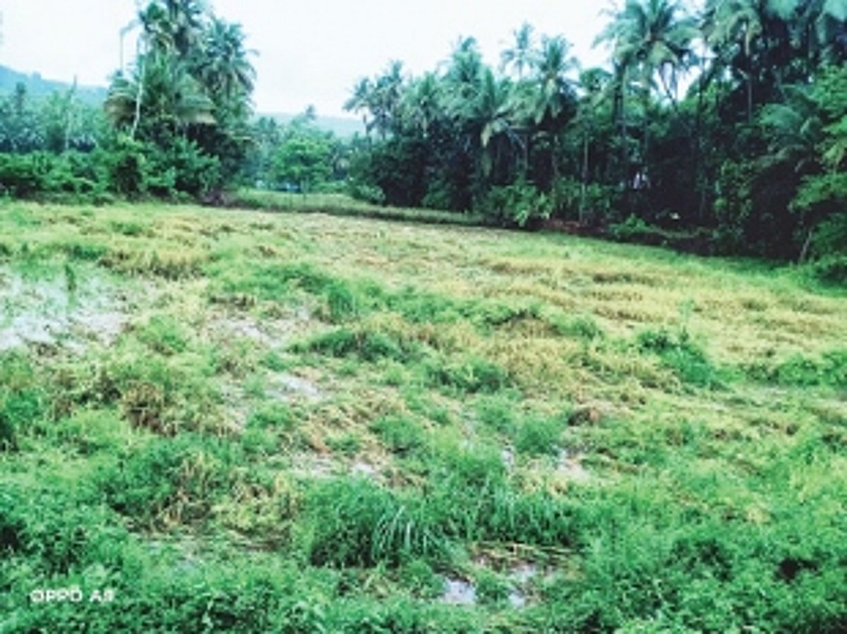 Ponda bagayat farmers complain of crop losses