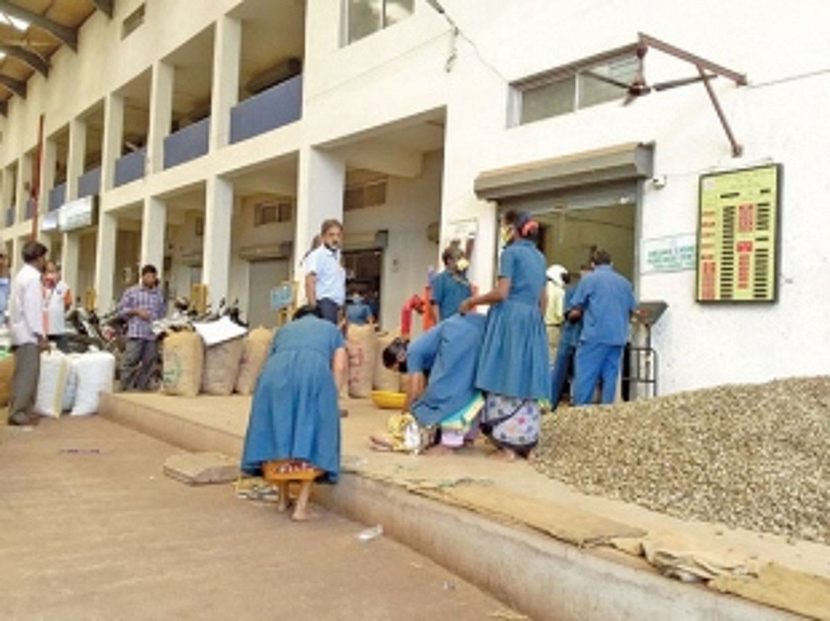 Ponda cashew farmers receive a boost as shops start buying their produce
