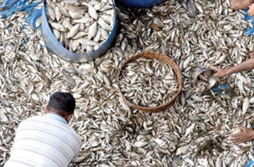 Ponda civic body to create special zone for vendors to sell fish at cheap rates