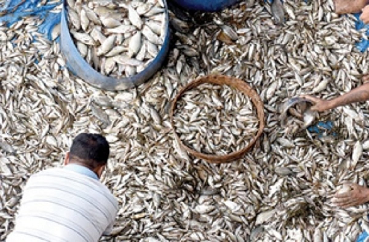 Ponda civic body to create special zone for vendors to sell fish at cheap rates