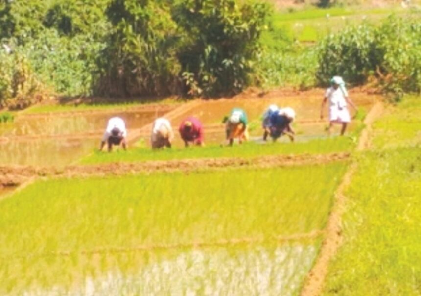 Ponda farmers seek govt support for cultivation 1 Ponda farmers seek govt support for cultivation