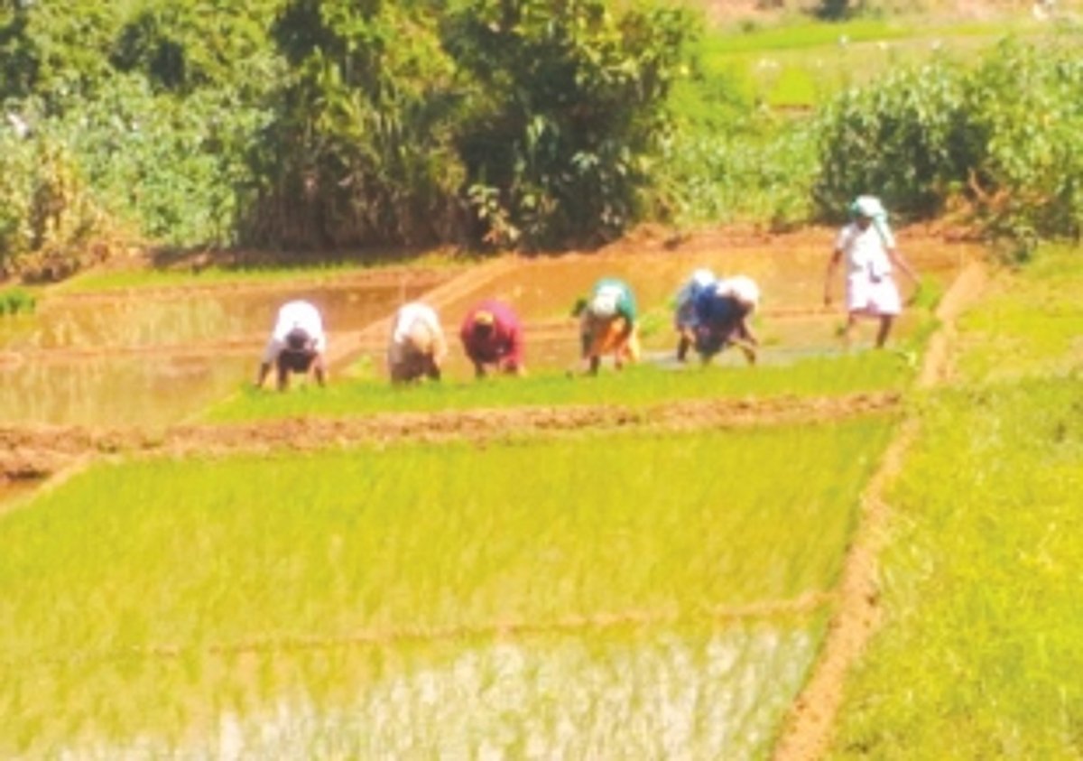 Ponda farmers seek govt  support for cultivation