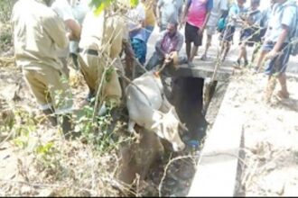 Ponda local bodies yet get a moo-ve on tackling stray cattle menace