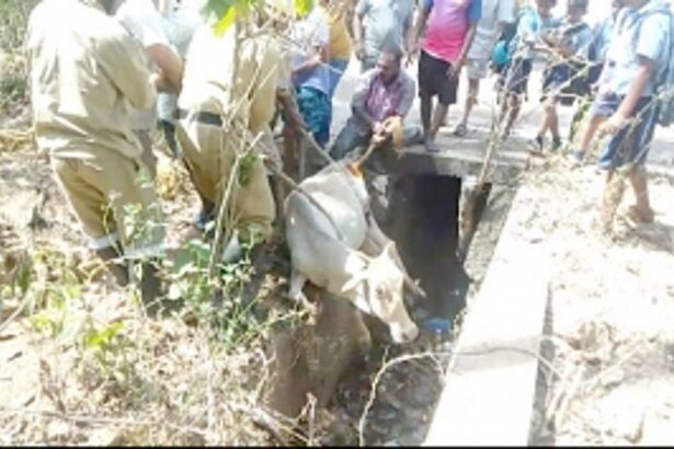 Ponda local bodies yet get a moo-ve on tackling stray cattle menace