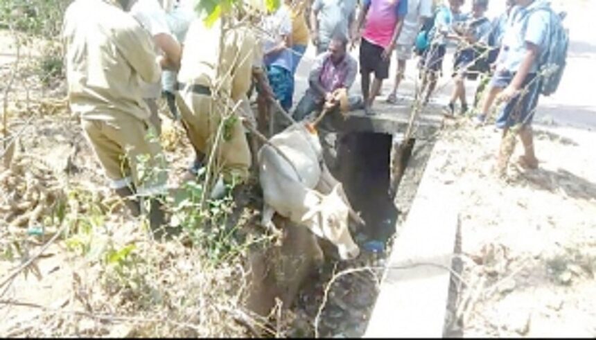 Ponda local bodies yet get a moo-ve on tackling stray cattle menace