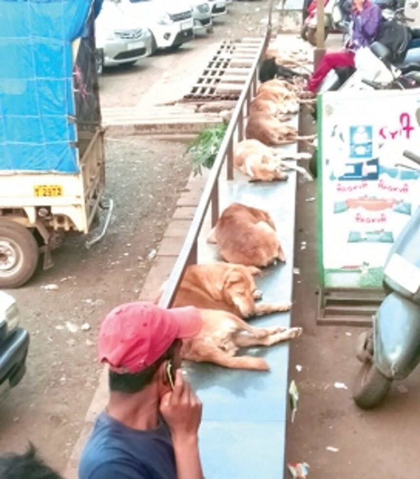 Ponda locals demand shelter for stray dogs 1 Ponda locals demand shelter for stray dogs